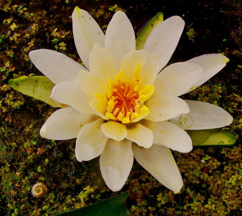 Water lily and snail stock photo. Image of water, lily 97733384