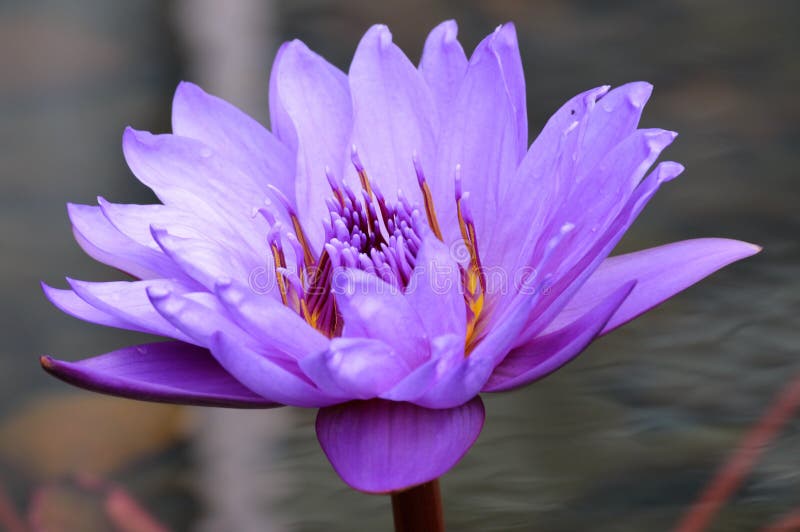 Water Lily stock image. Image of center, edge, detail 77729543