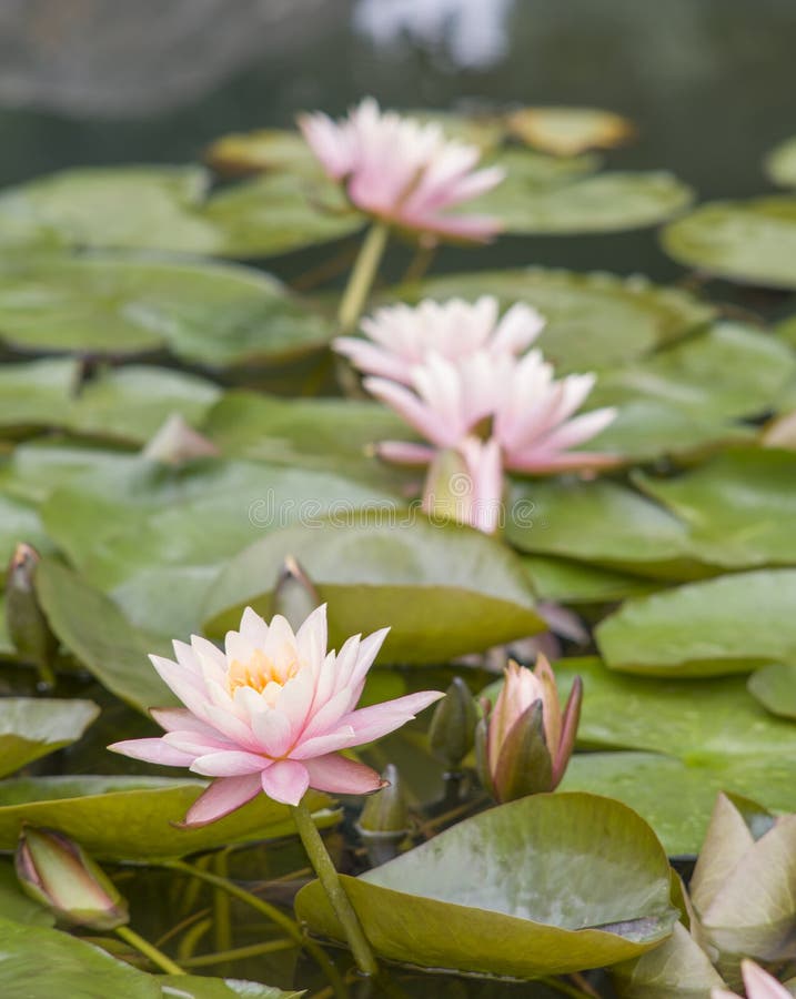 Water lily in summer stock photo. Image of plant, bloom 126214330