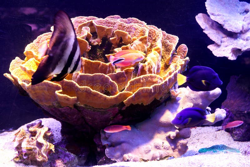 Water lily underwater stock image. Image of corals, underwater 42454309