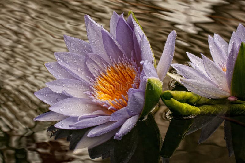 Water lily stock photography Water lily stock photography