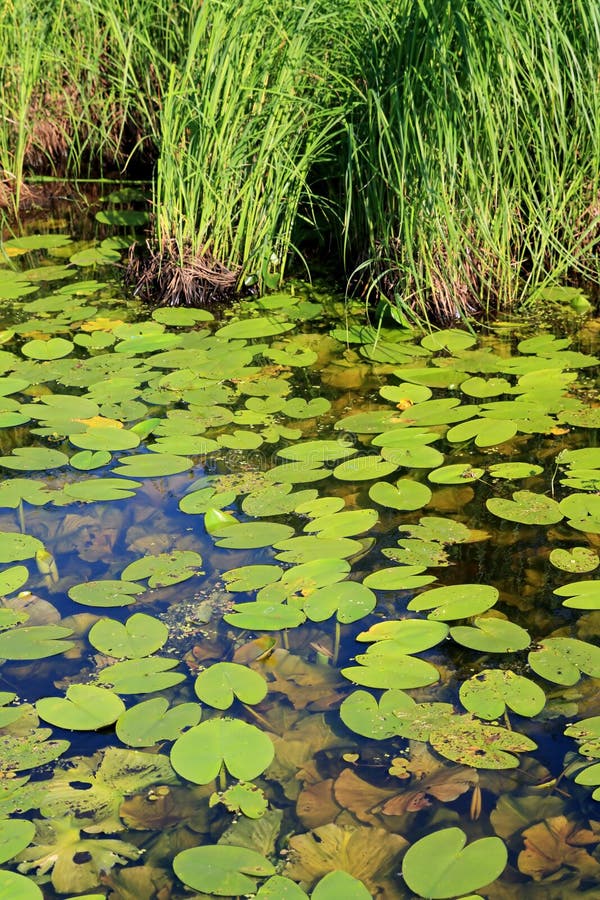 water lily in wood marsh