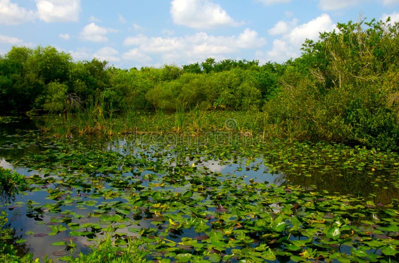 View of Water lilies in Shark Valley Visitor Center, Everglades National Park, Florida, USA. View of Water lilies in Shark Valley Visitor Center, Everglades National Park, Florida, USA