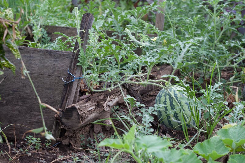 Water melon farm stock image. Image of health, summer 64211227