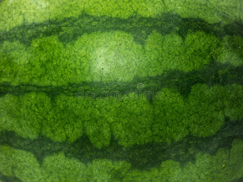 Background Texture Melon Skin Stock Photos Download 895 Royalty Free Photos