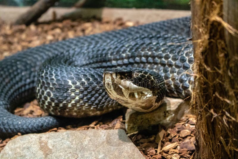 Cotton Mouth Water Moccasin Pit Viper Snake Agkistrodon Piscivo Stock