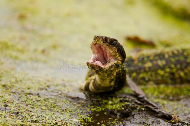 Water Moccasin Display stock photo. Image of snake, predator 8275806