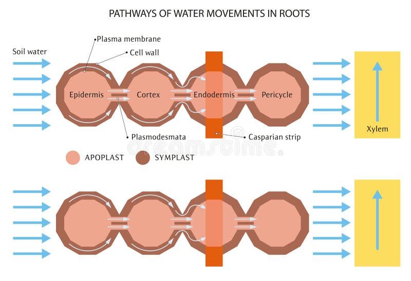 Water movement in roots