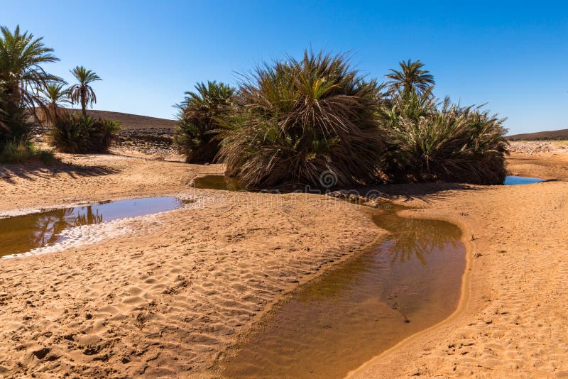 Water in the oasis, Sahara desert royalty free stock photography