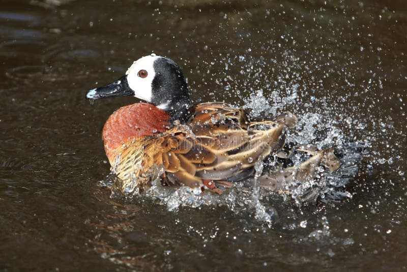 Water off a Duck's Back