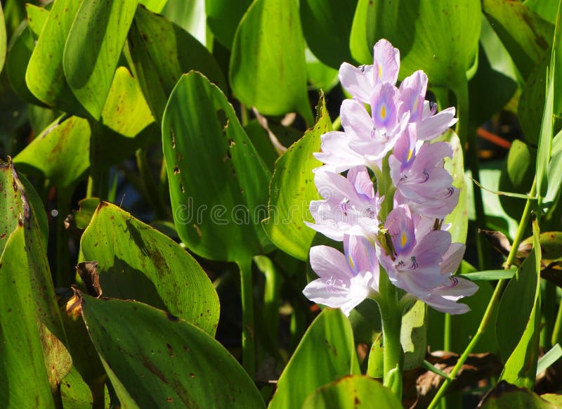 Water orchids