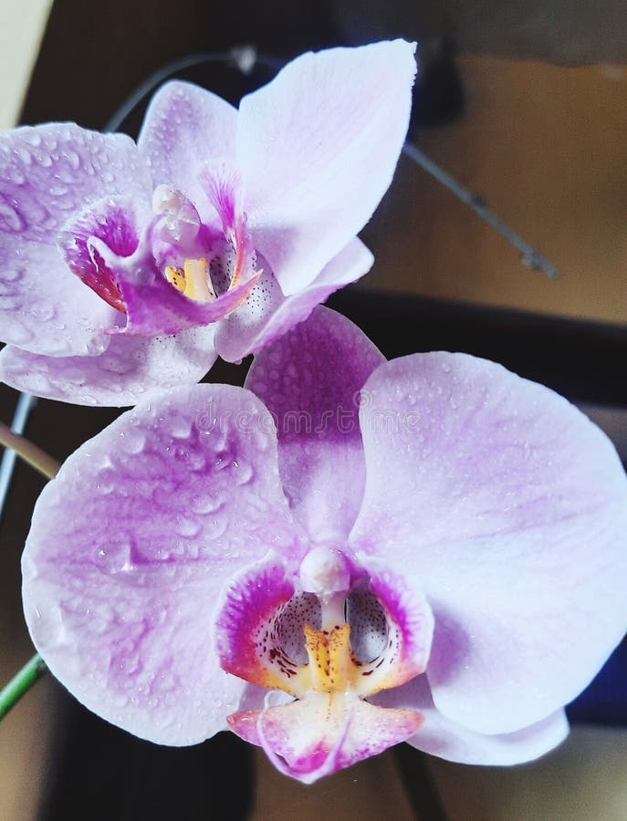 Water on Petals Purple Orchid Stock Photo Image of petals, water 239971712