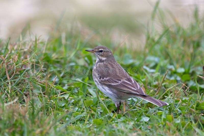Water Pipit in grass