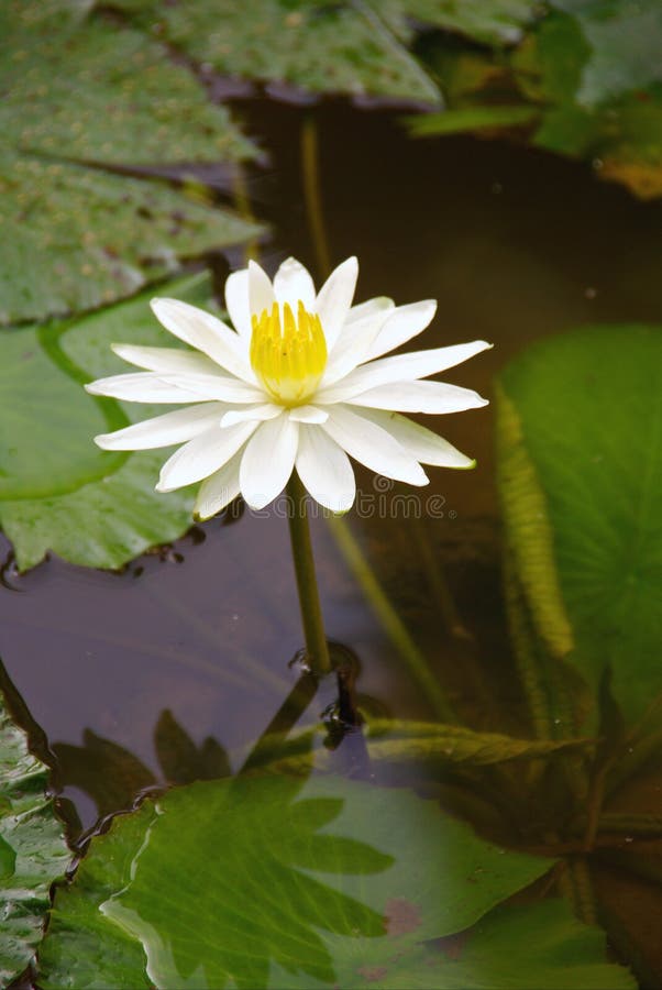 Water plant