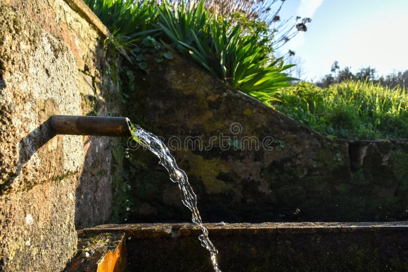 Water, Plant, Grass, Grass Family Picture. Image 114228070