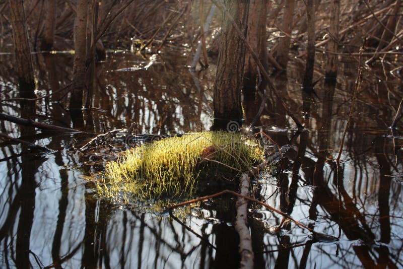 Water Plant in the Lake Moss Blooms in the Swamp in the Spring from the
