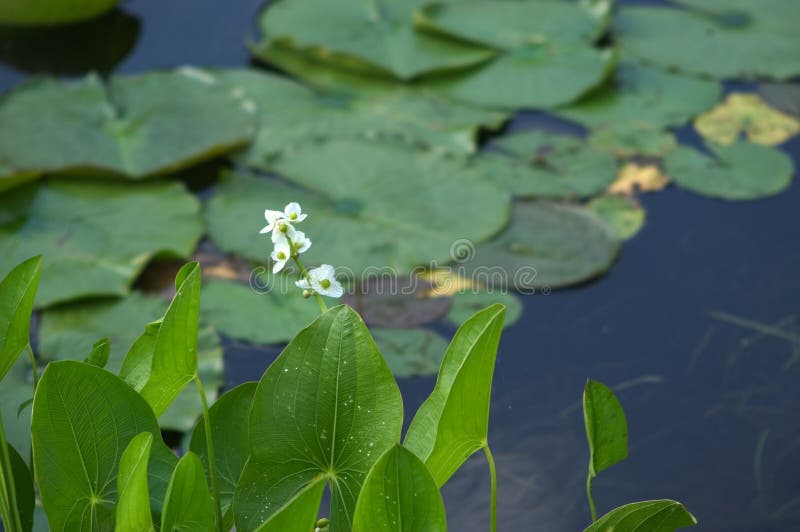 Water plants stock image Water plants stock image