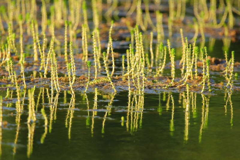 Water plants on the lake stock photo. Image of autumn 158320770