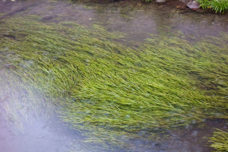 Water plants such as algae stock image. Image of light 182398403