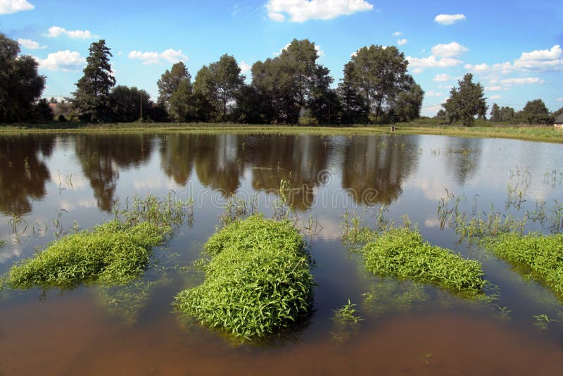 Water plants and trees