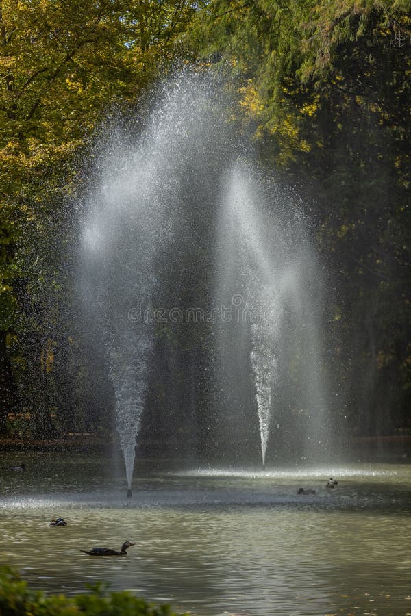 Water Pour from Trees in the Forest. Stock Image Image of fall