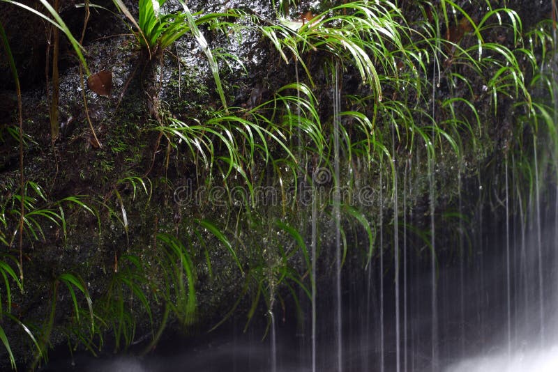 Water in Rainforrest stock image. Image of tropical, climate - 20105205