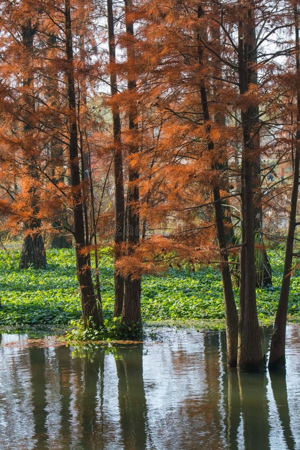 Water red forest stock photo. Image of gradually, forest - 106616396