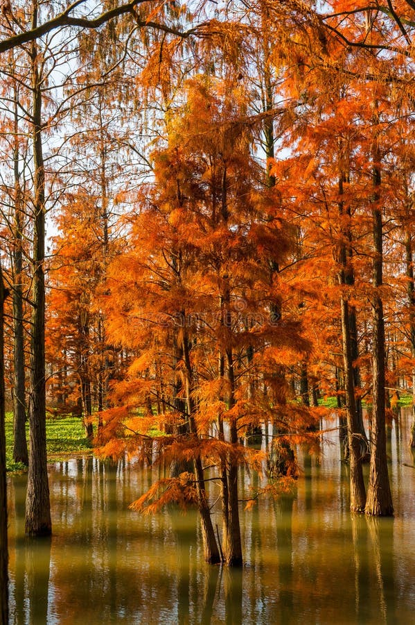 Water red forest stock image. Image of qingxi, china - 106617641