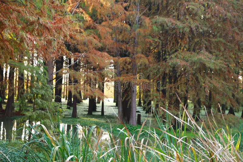 Water red forest. Metasequoia Inverted reflection in water, Dyed, country royalty free stock photography Water red forest. Metasequoia Inverted reflection in water, Dyed, country royalty free stock photography