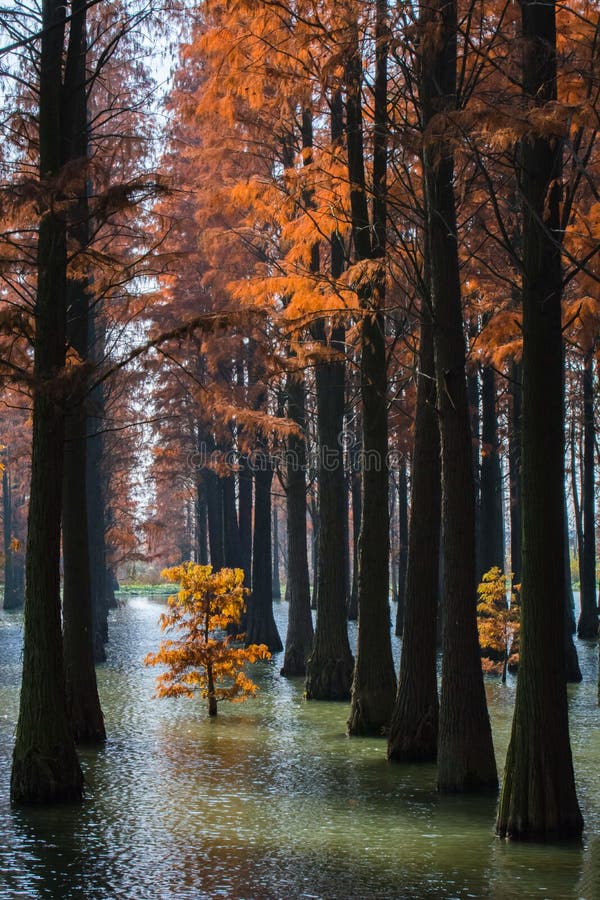 Water red forest stock photo. Image of leaves, water - 106616460