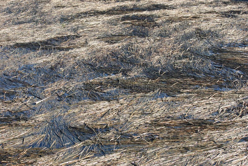 Water Reeds stock image. Image of swamp, floating, design 28833207
