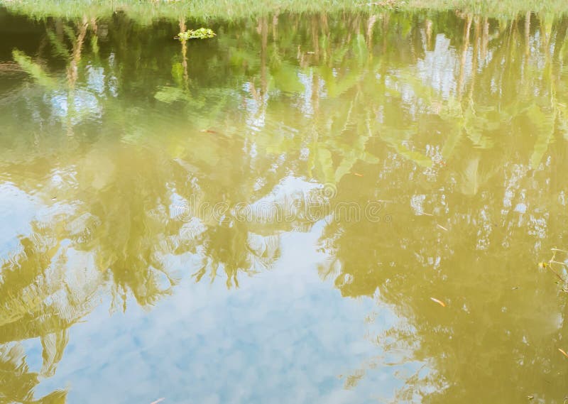 Water reflection of tree