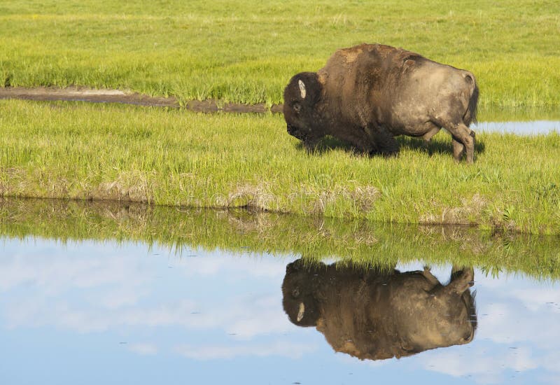 Water reflections of a Bison in early morning light. royalty free stock photography