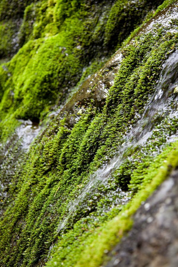 77896 Moss Water Stream Photos Free And Royalty Free Stock Photos From