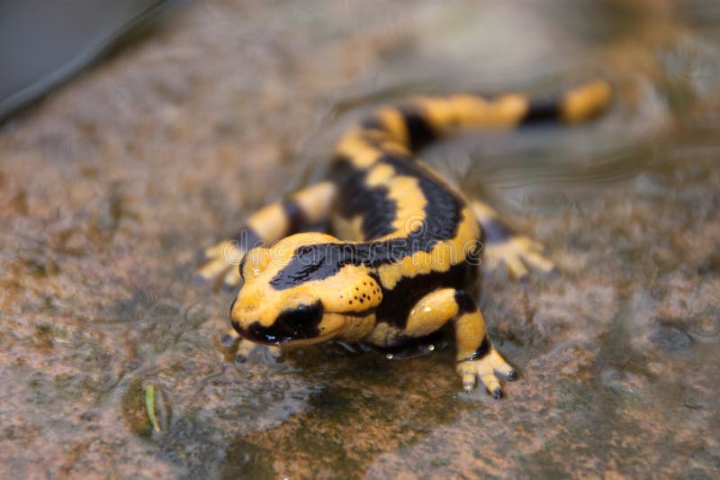 Water salamander stock image. Image of salamander, explore 91264735