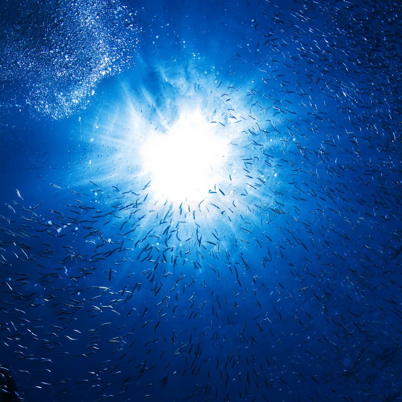 Underwater abstract pattern. Sun shining trough water sea surface full of little fish and air bubbles