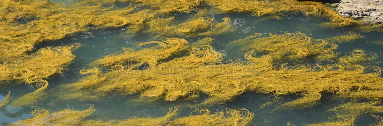 Желто зеленые водоросли фото 7 Plants That May Save the World Green algae, Algae, Green power