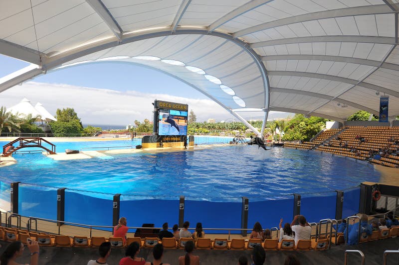 Water shows with killer whales in Loro Park (Loro Parque) Tenerife, Spane