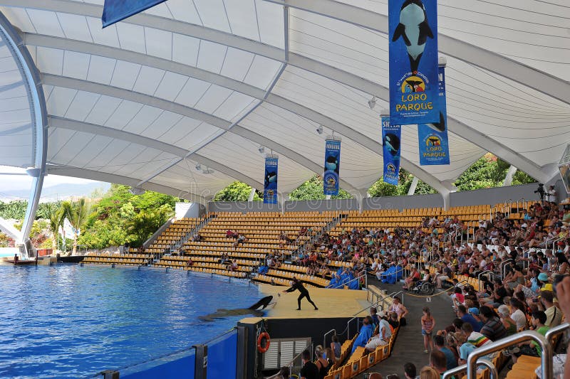 Water shows with killer whales in Loro Park (Loro Parque) Tenerife, Spane