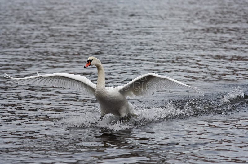 Water skiing