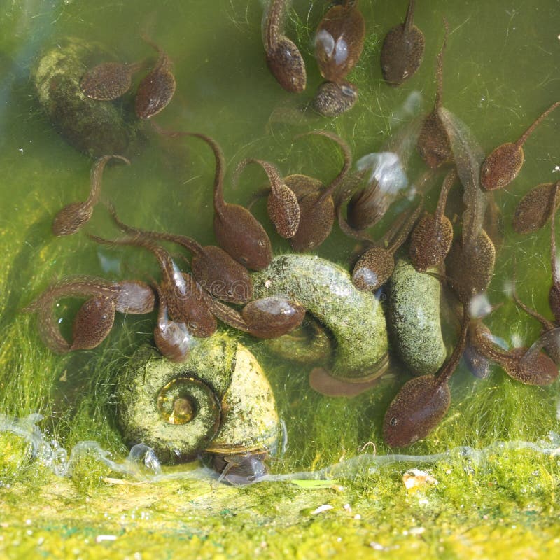 Water snails stock image. Image of frog, babies, together 14518777
