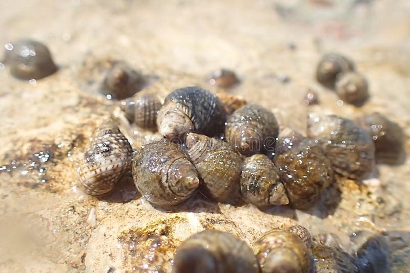 Water snails stock photo. Image of summer, algae, tadpoles 14518804