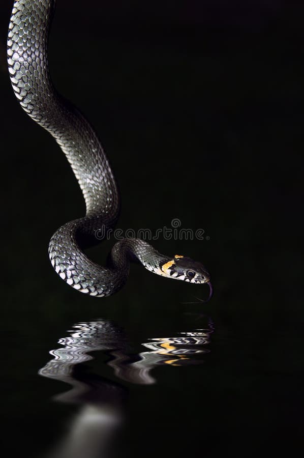 The water snake