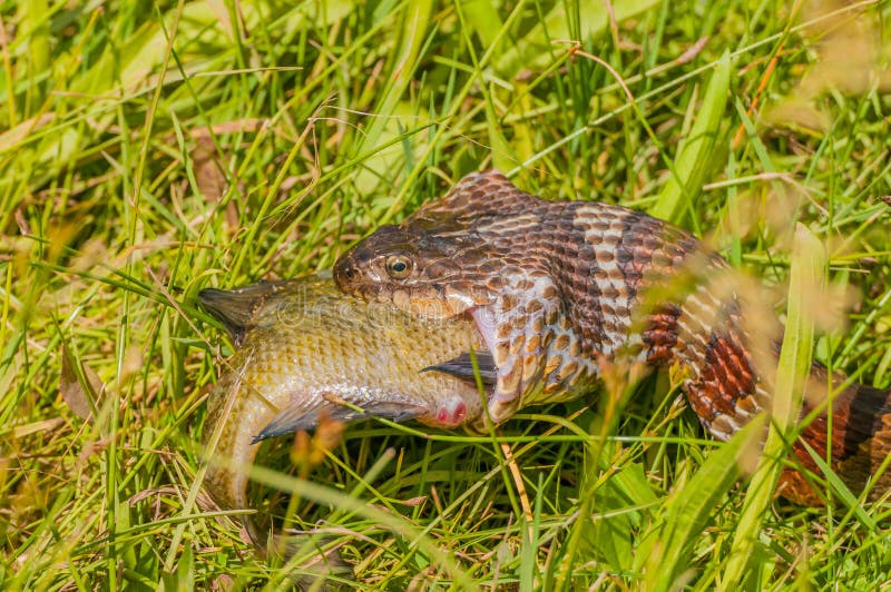 Water Snake Eating Prey stock photo. Image of cold, predator 41800442