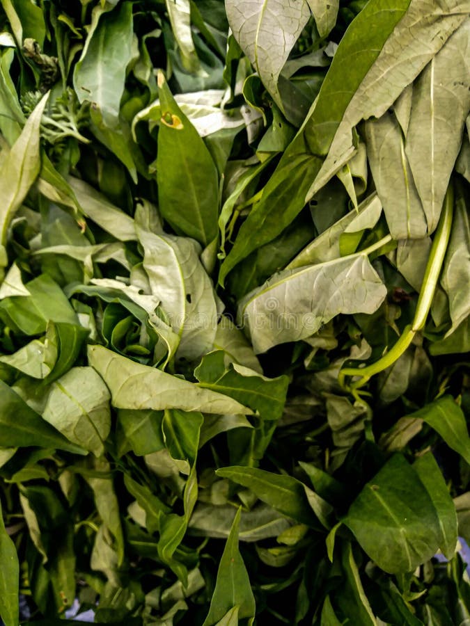Water Spinach in a Supermarket Stock Image - Image of organic