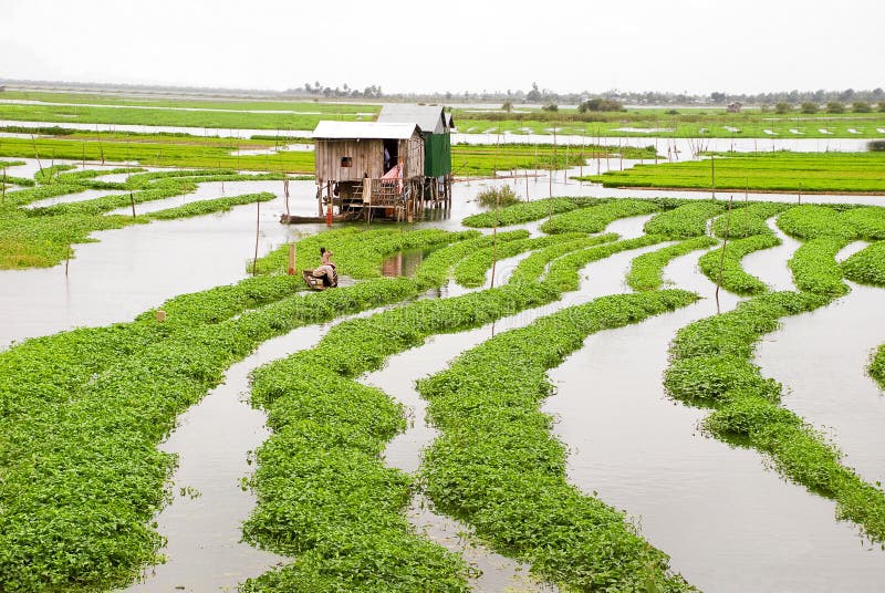 Water Spinach Farm 01