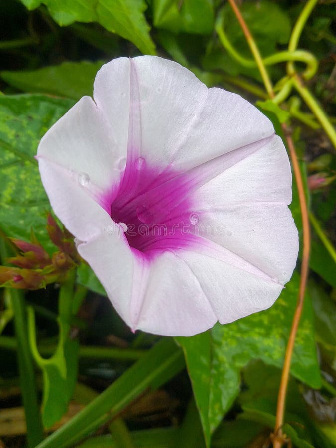 Water spinach flower stock image. Image of petal, blossom 271463143