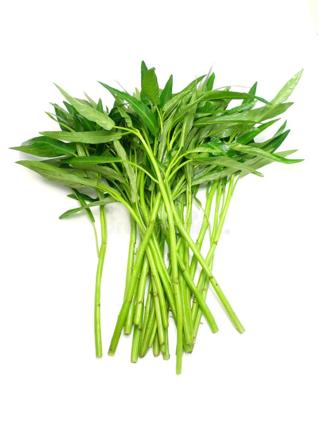 Water spinach stock image. Image of water, edible, asian - 50207543