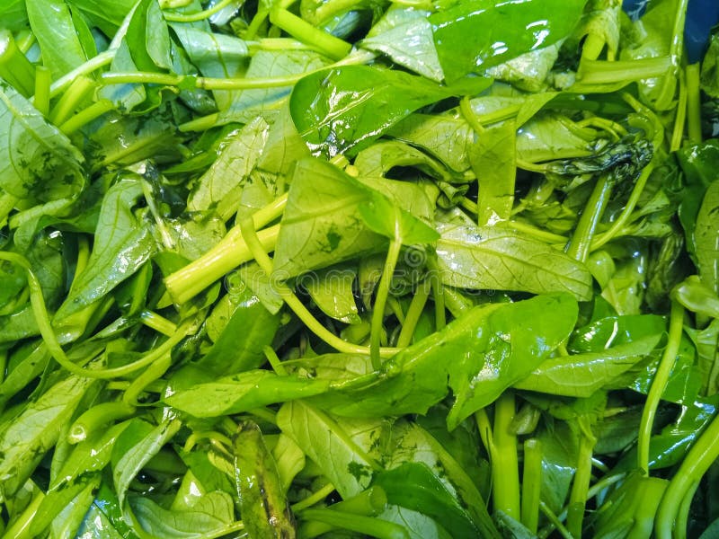 Water spinach looks fresh stock image. Image of kangkung - 294045893