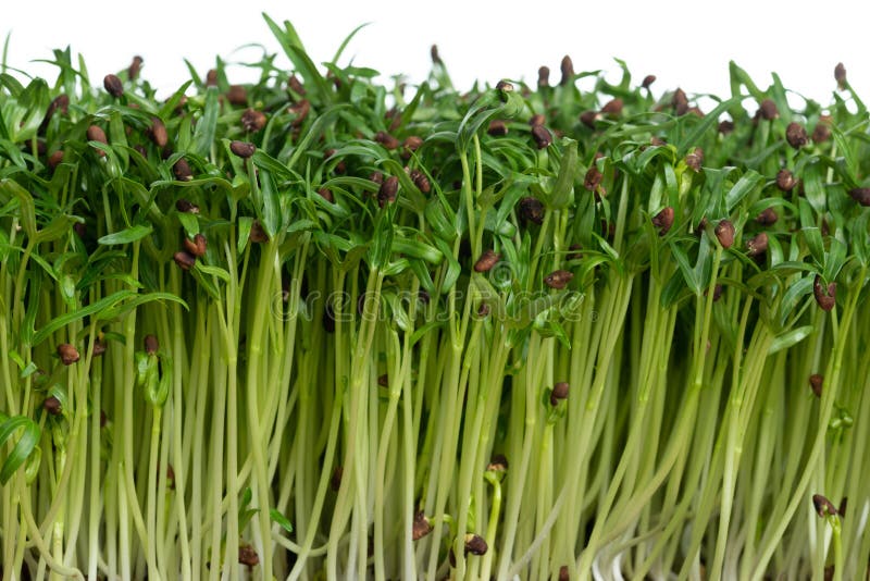 Water Spinach Sprouts and Germination of Spinach Stock Image Image of